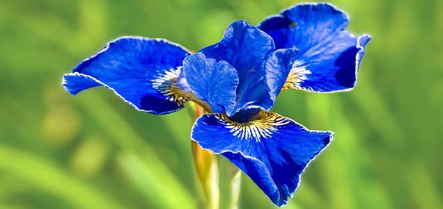 Monthly Garden Tips