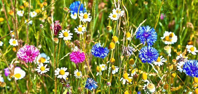 The Wonders Of Wildflower Meadows