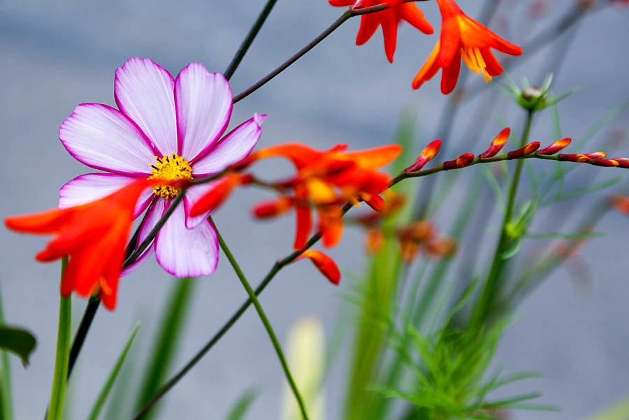 Monthly Garden Tips For June