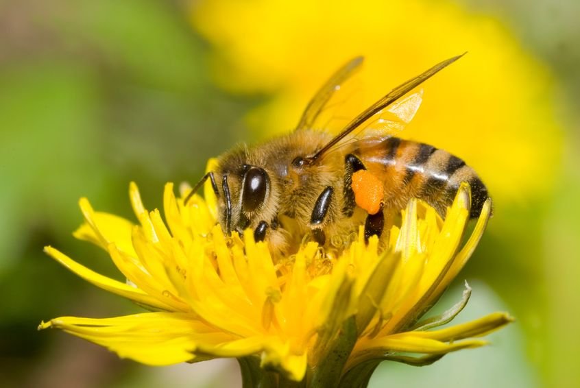 Protecting The Pollinators