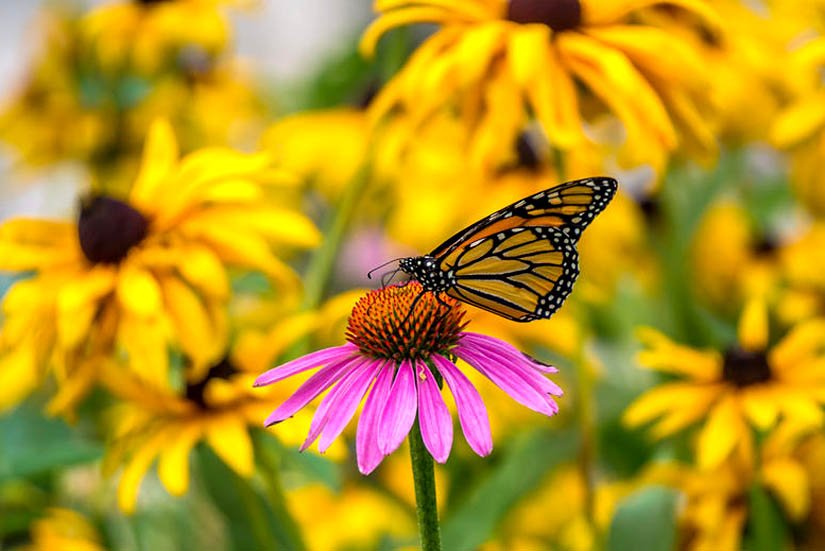 Grow Your Own Cut Flowers