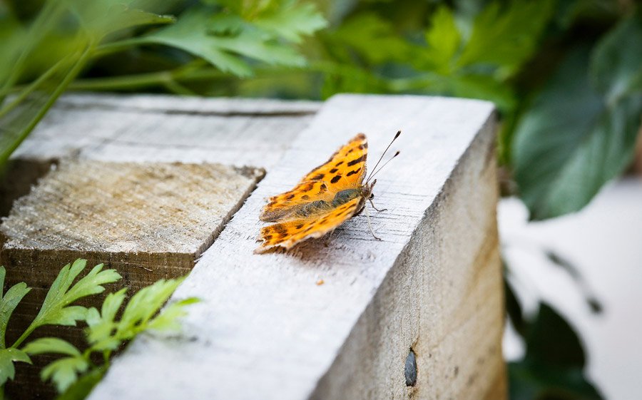 Preparing your garden for spring wildlife