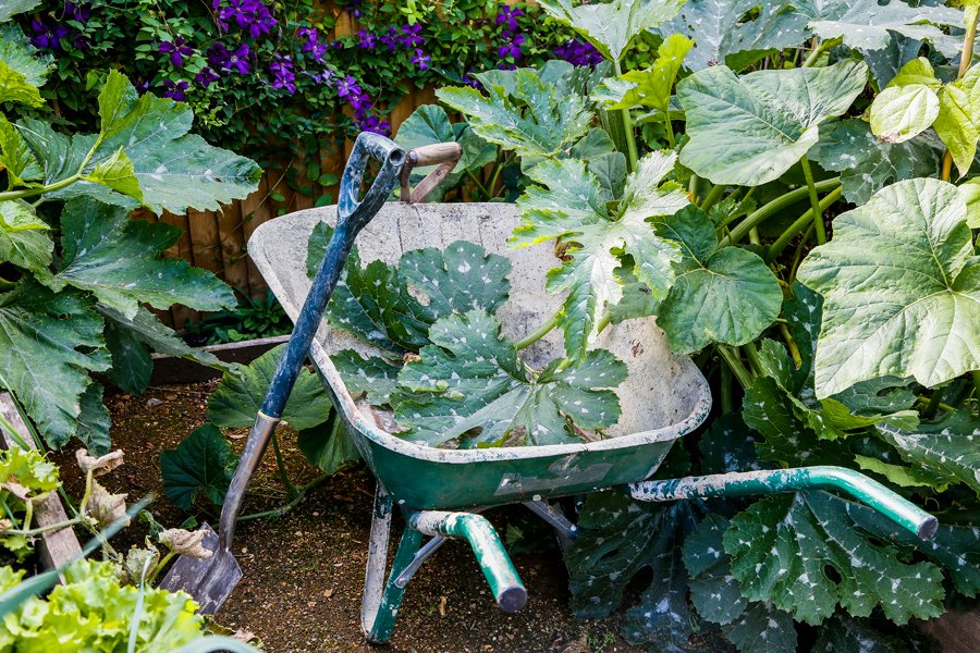Gardening: How it can benefit both us and the environment!