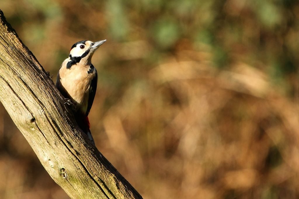Easter Wildlife