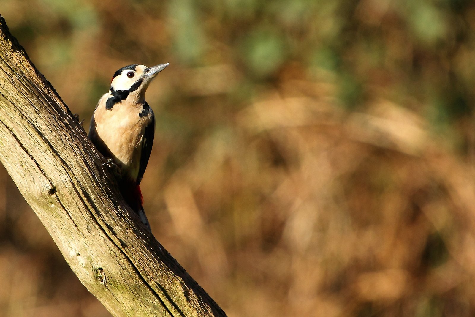 Easter Wildlife