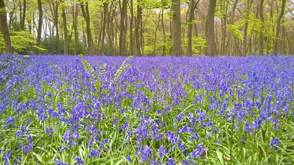 Top Garden Tips For May