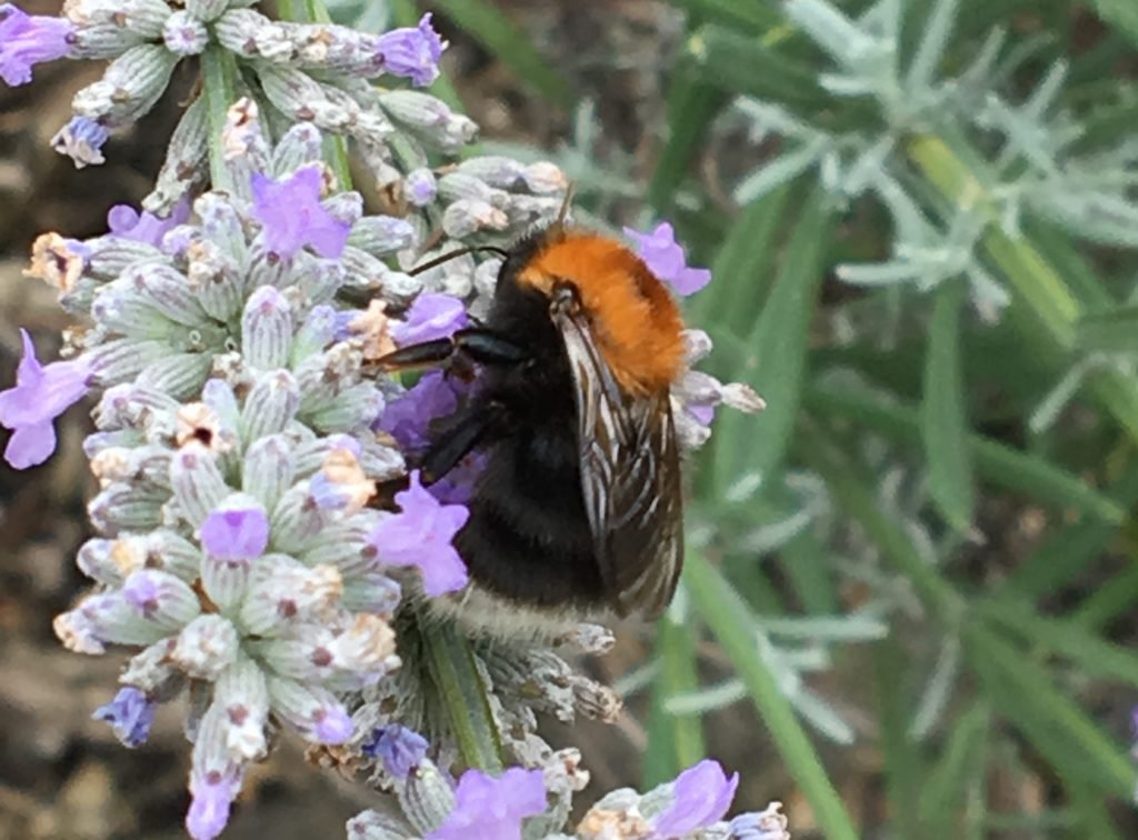 Bee on a flower