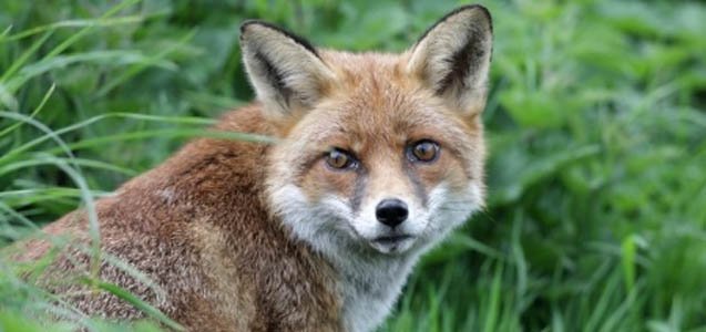 Urban Foxes – Friend Or Foe?