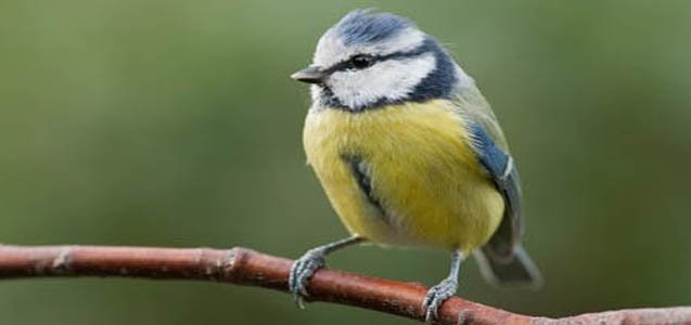 Big Garden Birdwatch Is Back!
