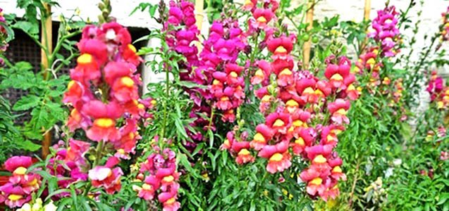 Sowing Seeds For Summer Colour