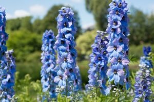 Delphinium 'Blue Bees'