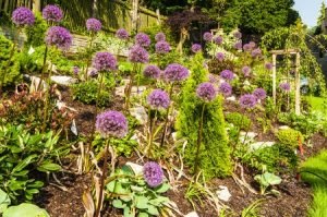 Allium Christophii