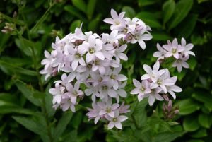 Campanula Lactiflora 'Loddon Anna'