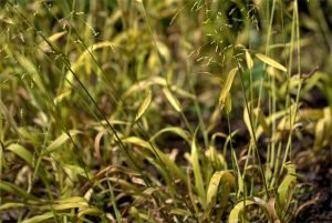 Milium Effusum Aureum