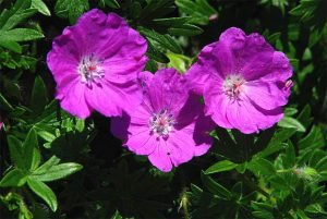 Geranium Sanguineum 'Max Frei'