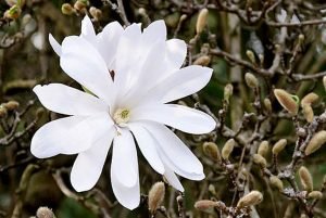 Magnolia Stellata