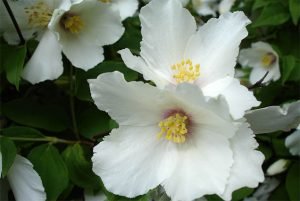 Philadelphus Virginal