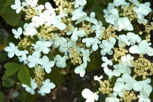 Viburnum Plicatum 'Mariesii'