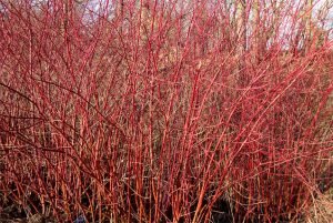 Cornus Alba Sibirica