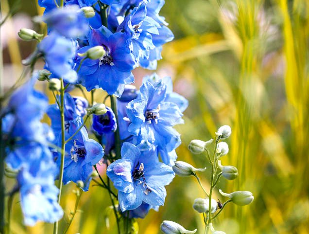 Trend-setting Garden Design