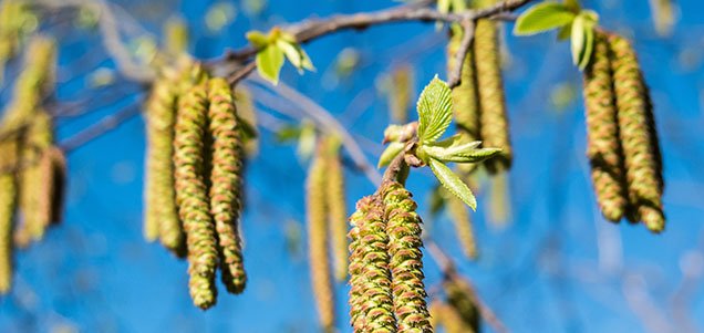 As I look out of my window I see Spring is on its way