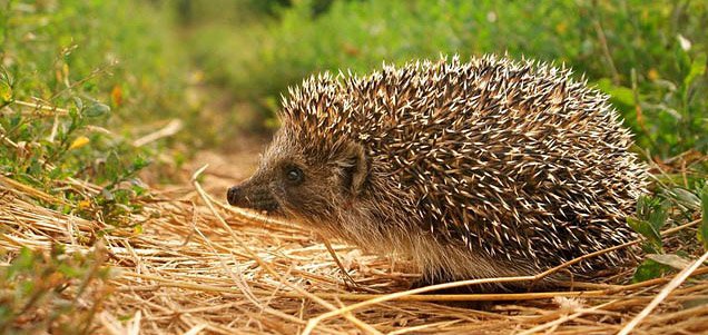 Help Save Our Hedgehogs!