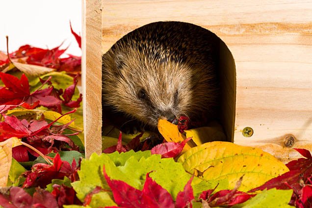Hedgehog house