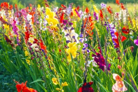 wild flower meadow