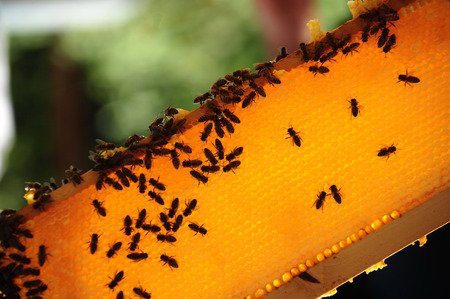 Bees on the honeycomb