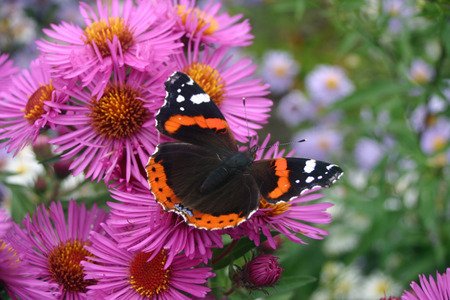 red admiral butterfly