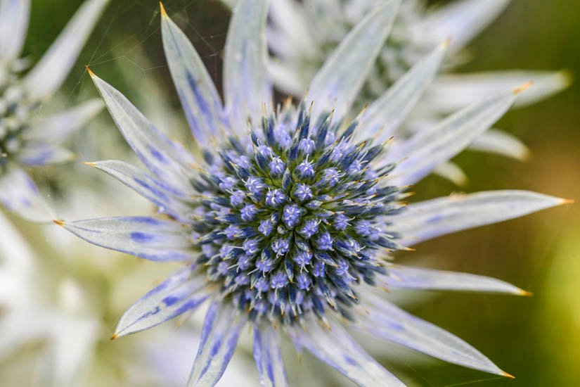 cutflowers2