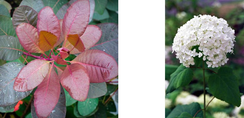cutflowers8