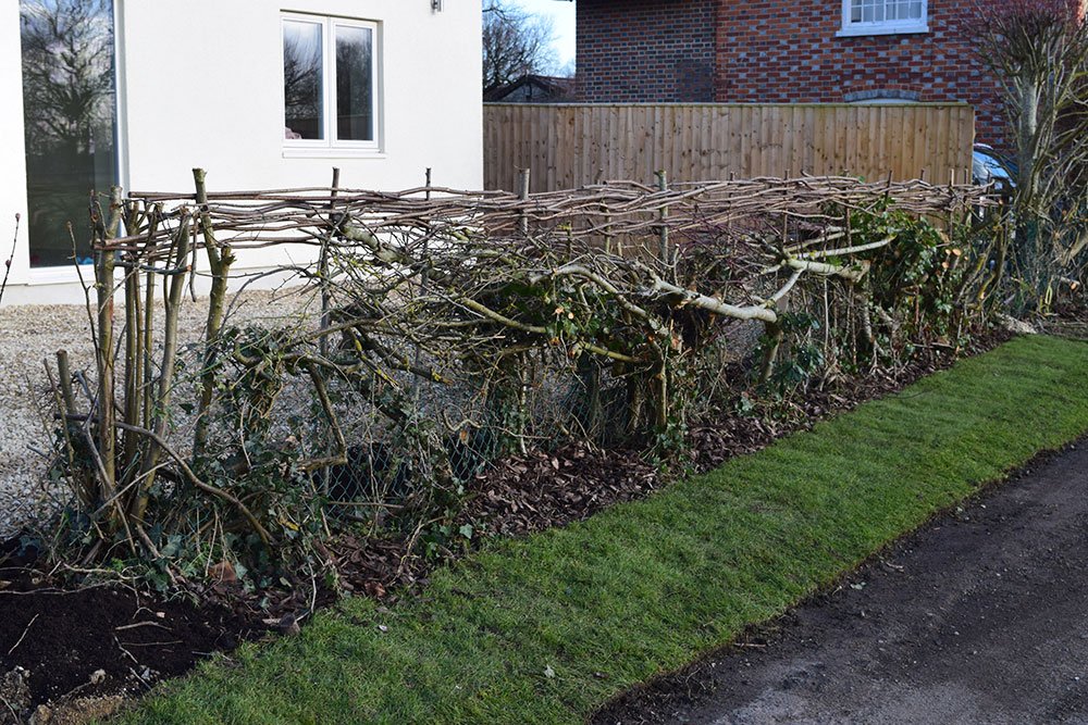 Humble hedge
