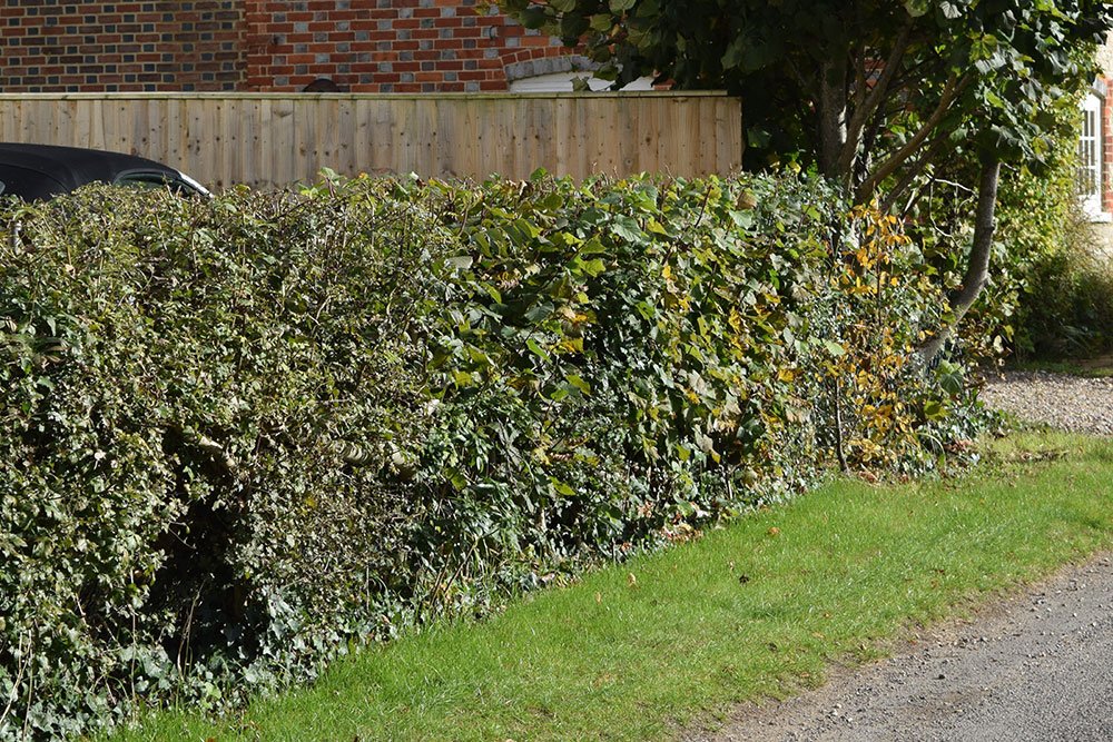 Humble hedge