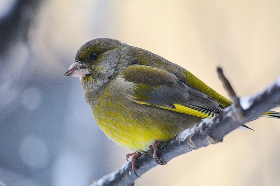 Get ready for the Big Garden Birdwatch