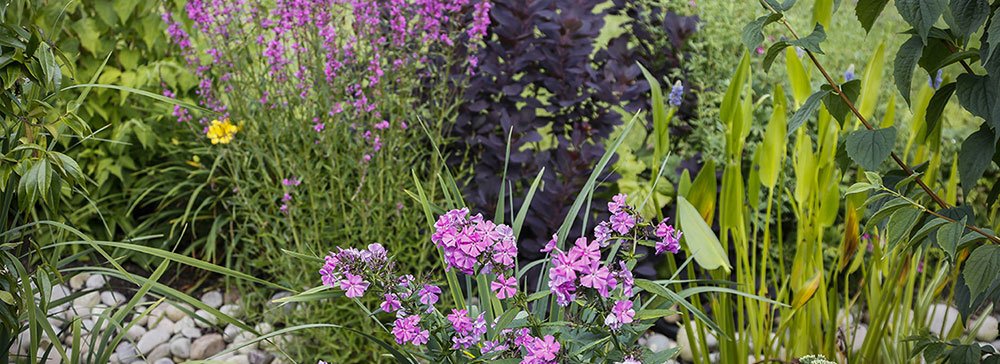 Planting plan and options