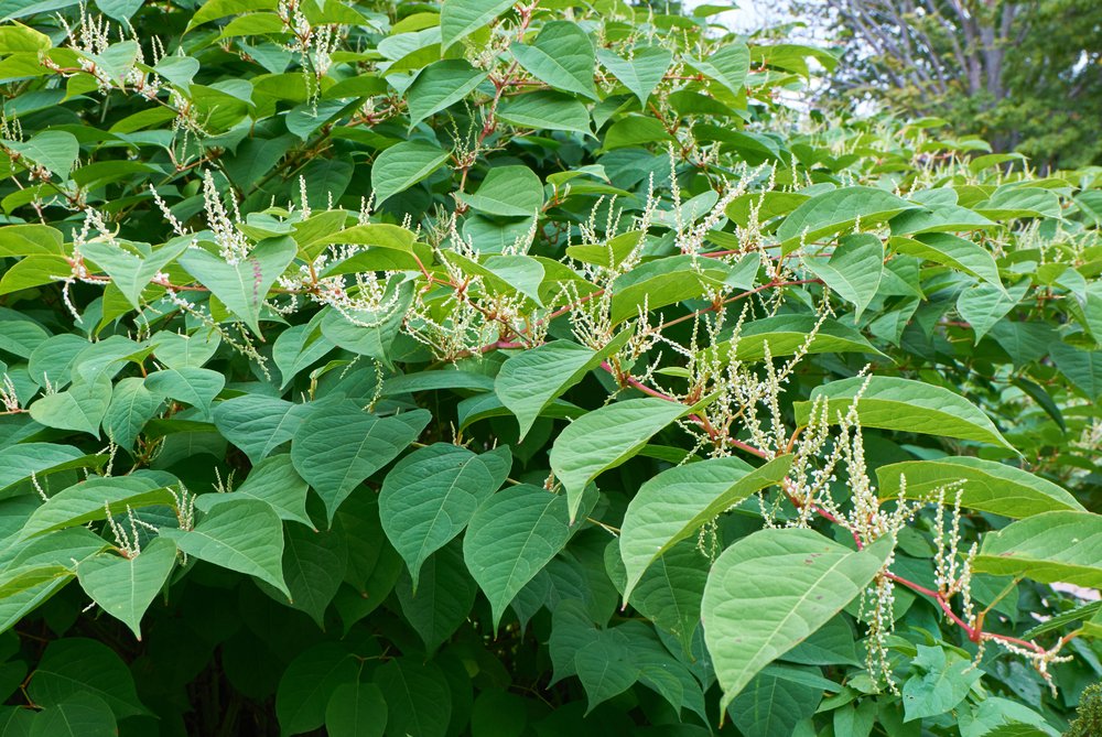 Invasive Plants and their threat to Land Values