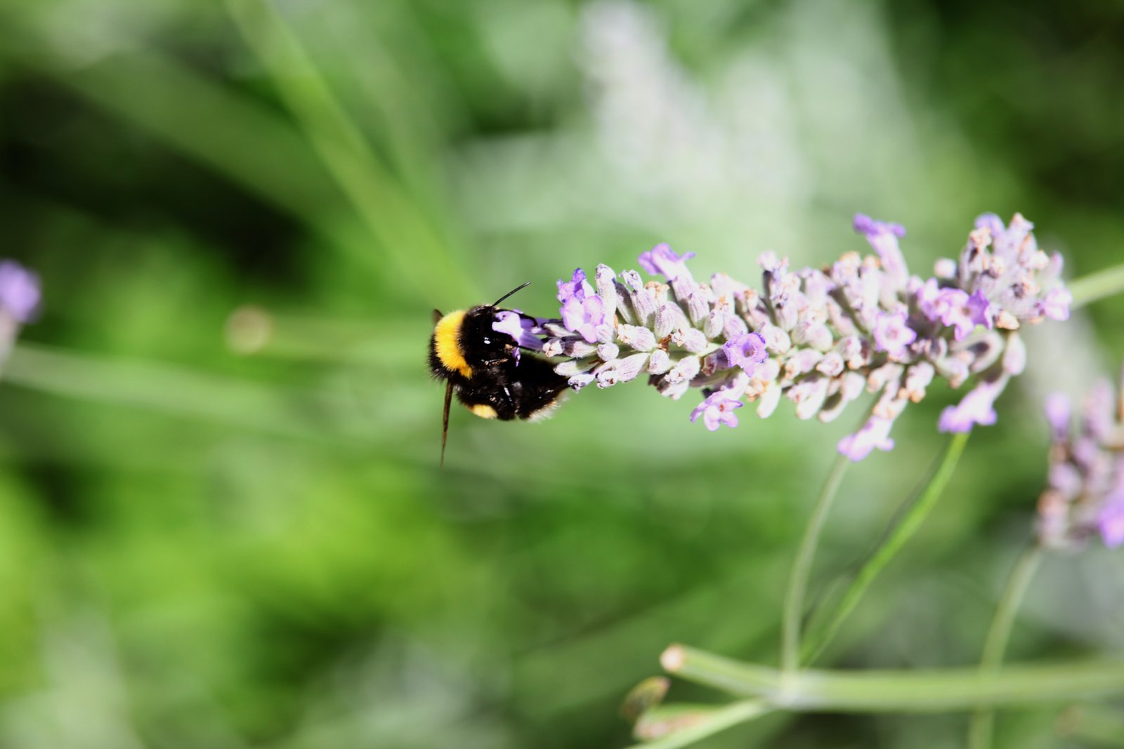 Top Ten plants to bring a buzz to your garden
