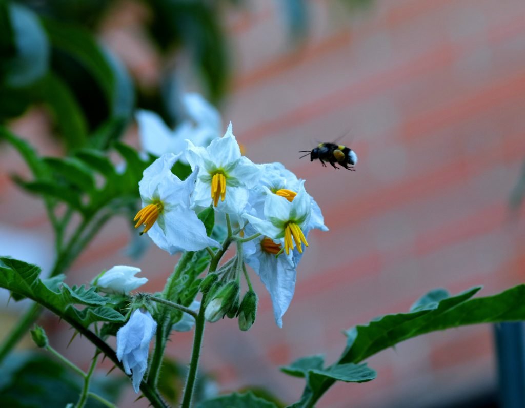 Why wildlife can be a welcome visitor to your vegetable garden
