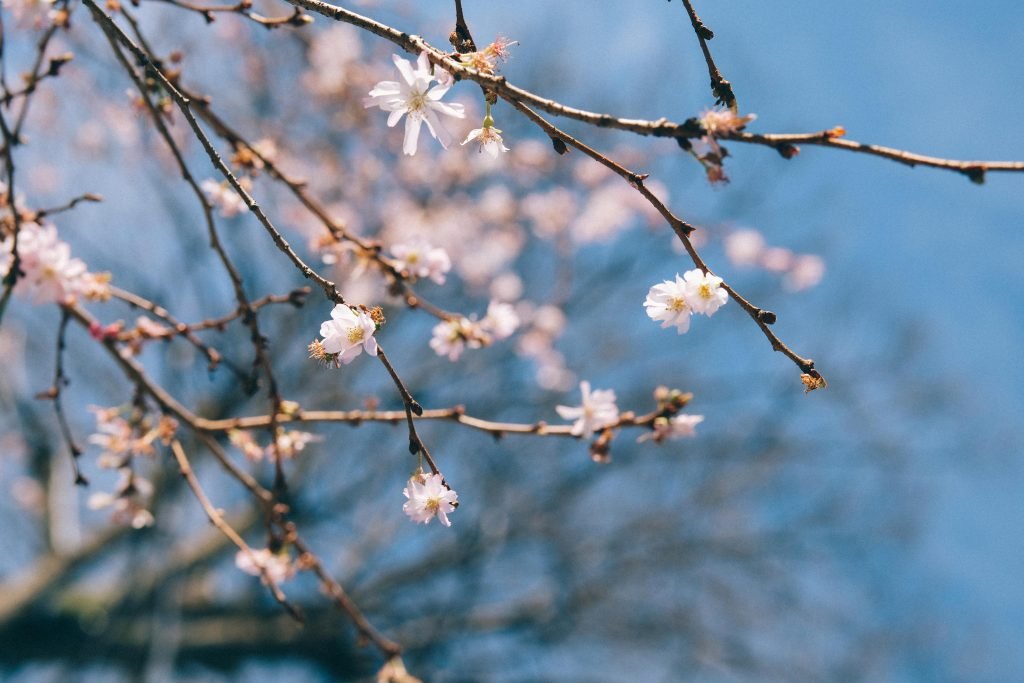 April in the garden – Carpe Diem