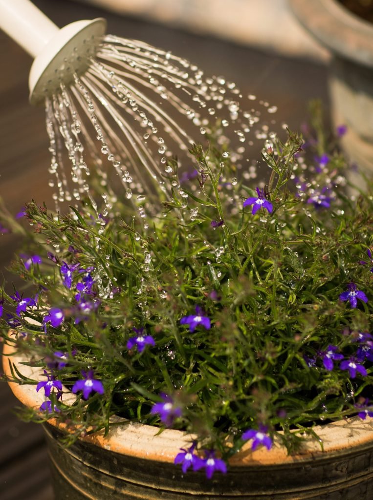 Garden tips: Make the most of your garden this summer