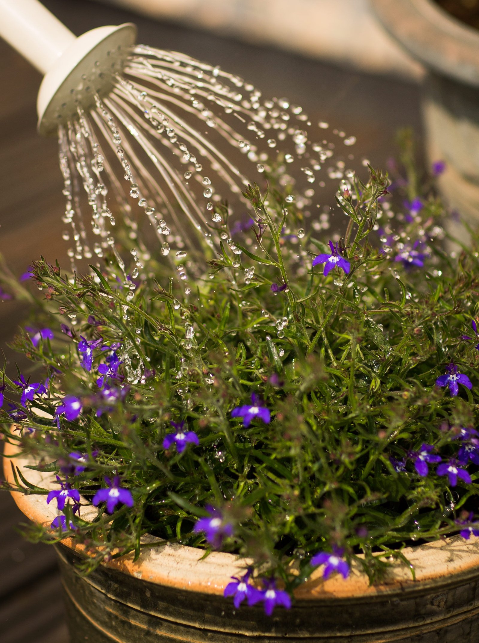 Garden tips: Make the most of your garden this summer