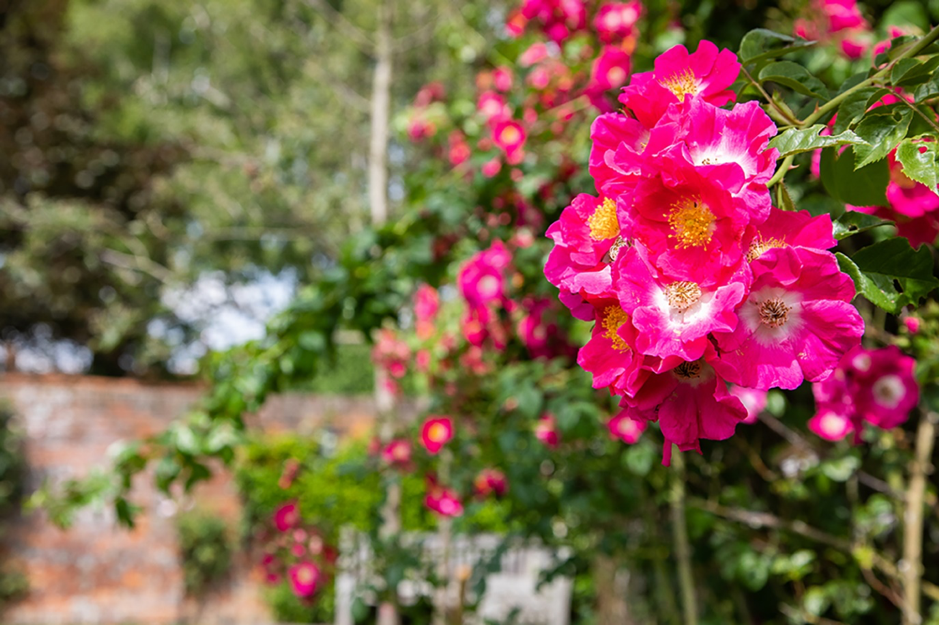 A rose by any other name…
