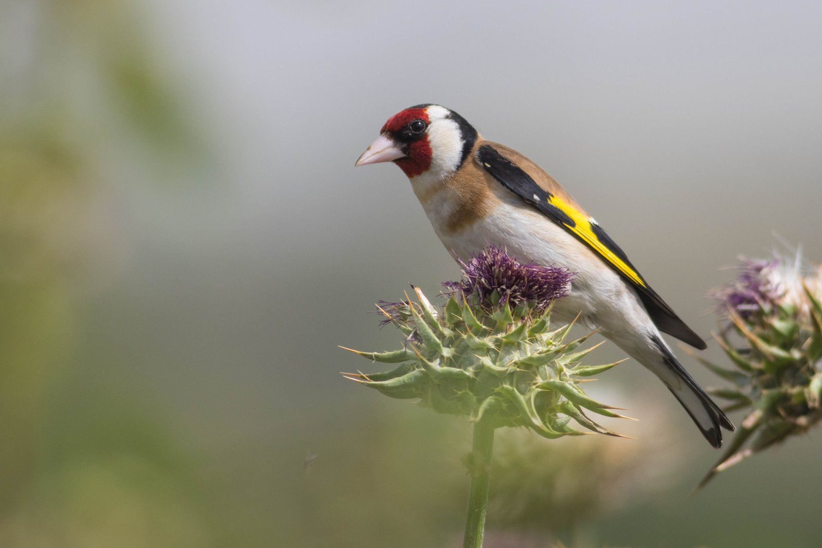 The Big Garden Birdwatch – Go For Gold!