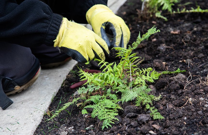 How green does your garden grow?