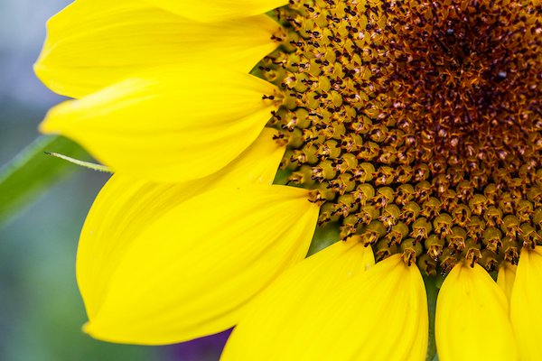 The Big Sunflower Competition 2019