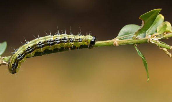 A Very Hungry Caterpillar