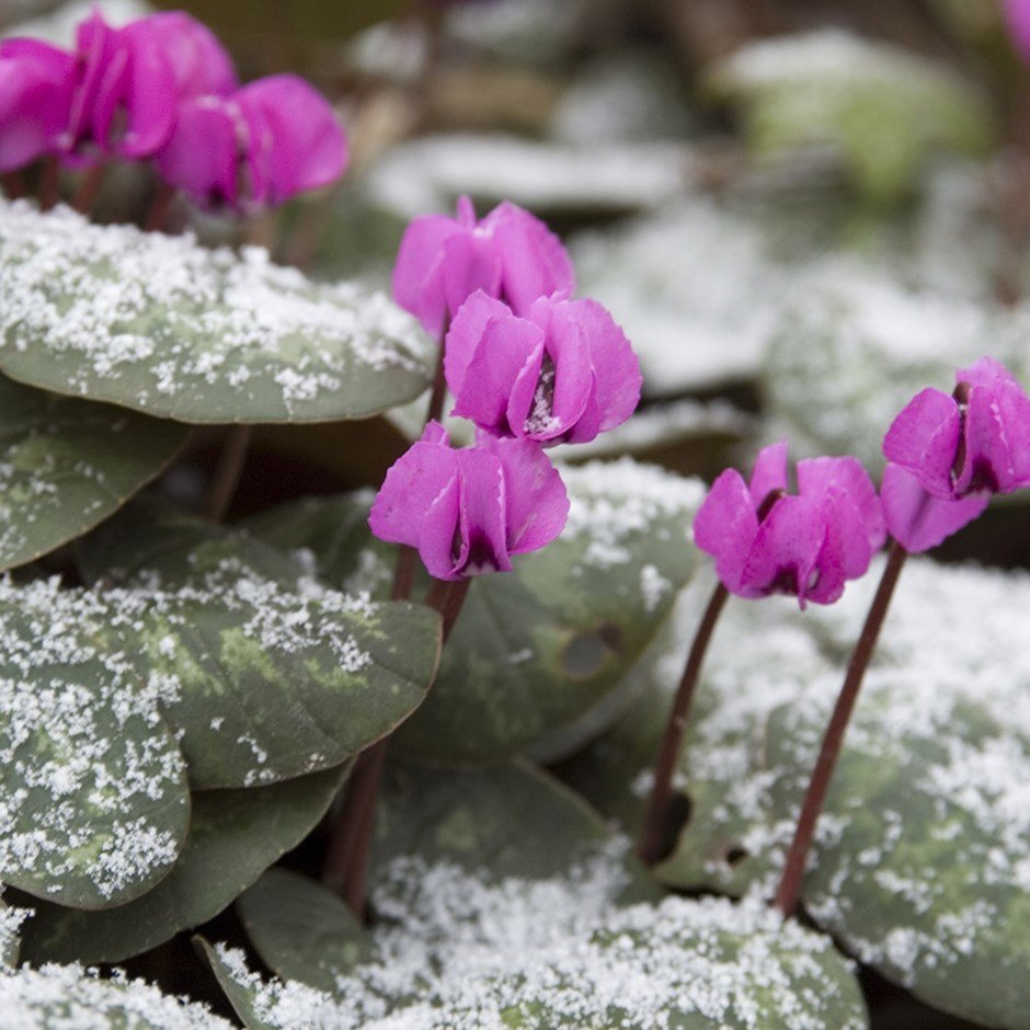 Alternative to Poinsettia : Cylcamen Coum