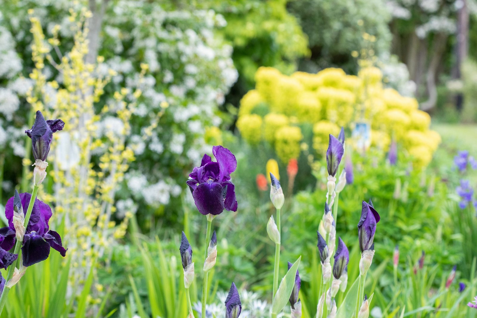 Here’s your August garden checklist – now get gardening!
