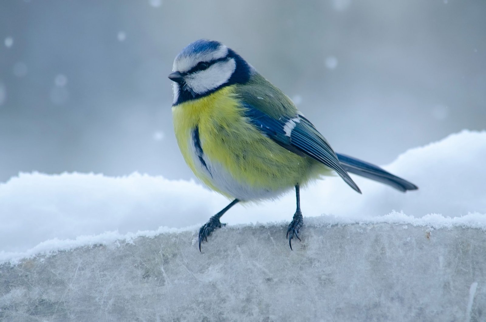 Helping garden birds to over-winter